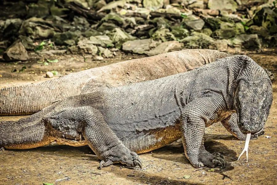 5477687 dragones de Komodo 23921461920