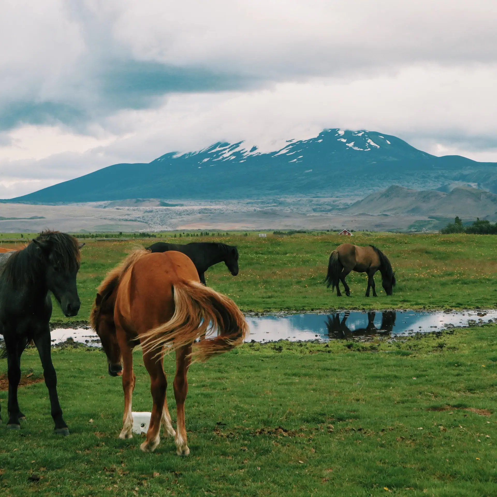 Monte hekla