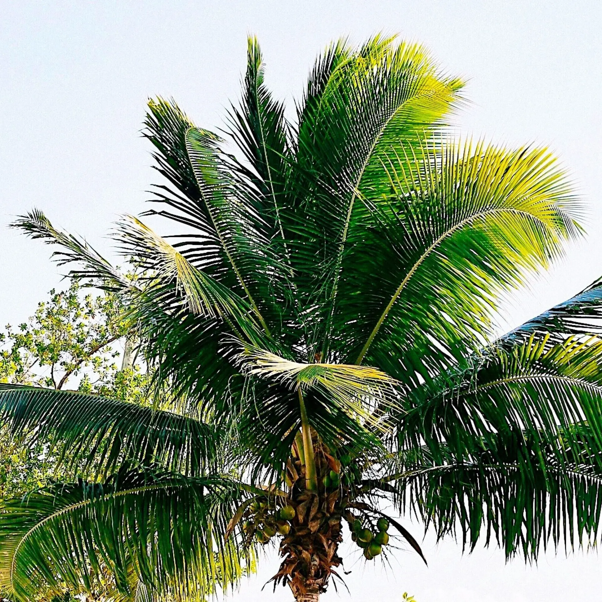 Palmera