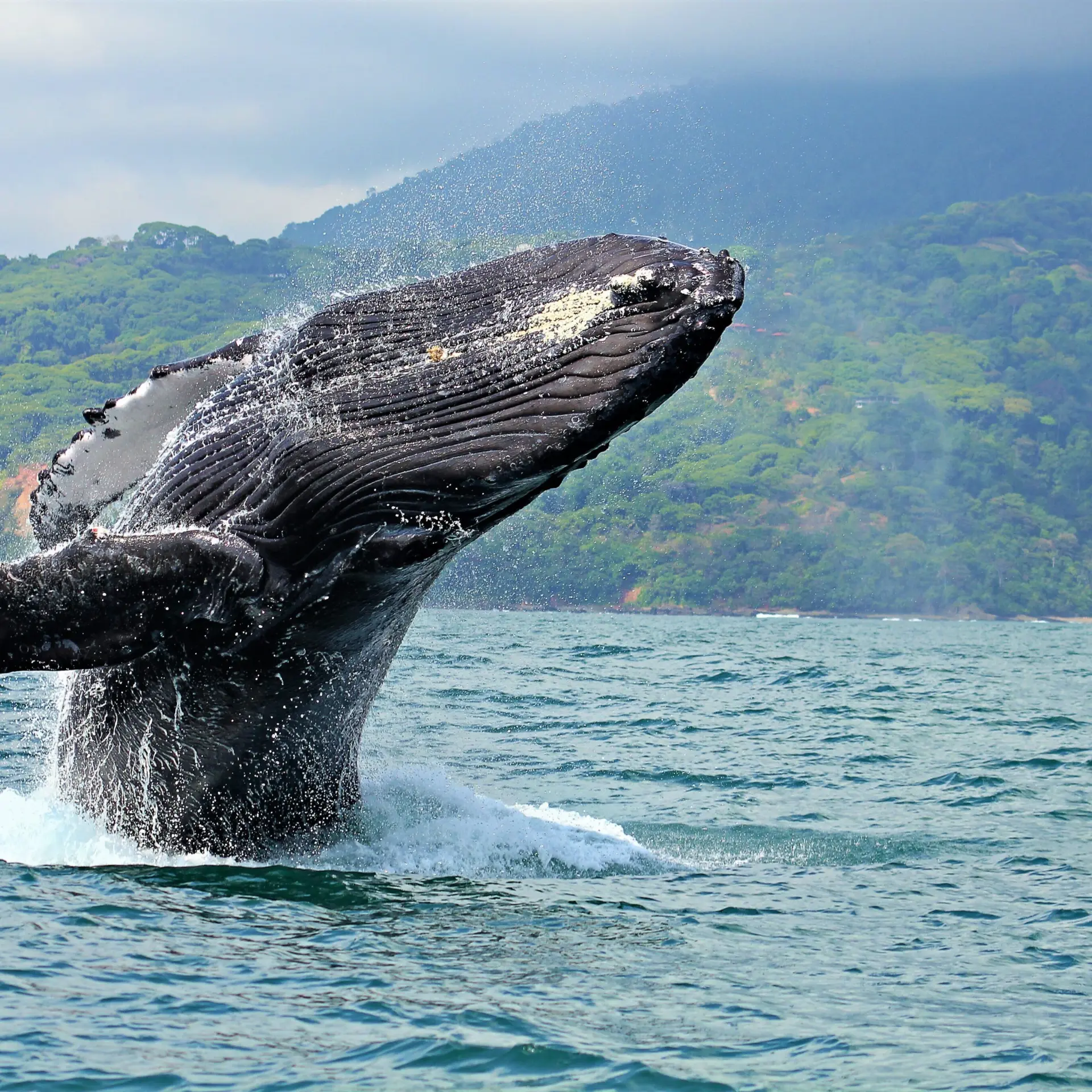 Parque Nacional Marino Ballena1