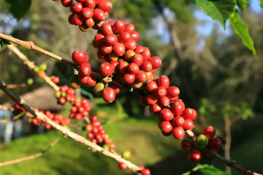 Café en grano2