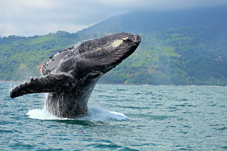 Parque Nacional Marino Ballena1