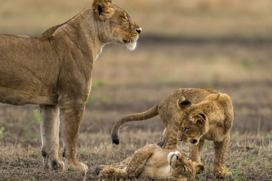 Conservación de la biodiversidad en las llanuras de Busanga, Parque Nacional de Kafue, Zambia. Marcus Westberg 61