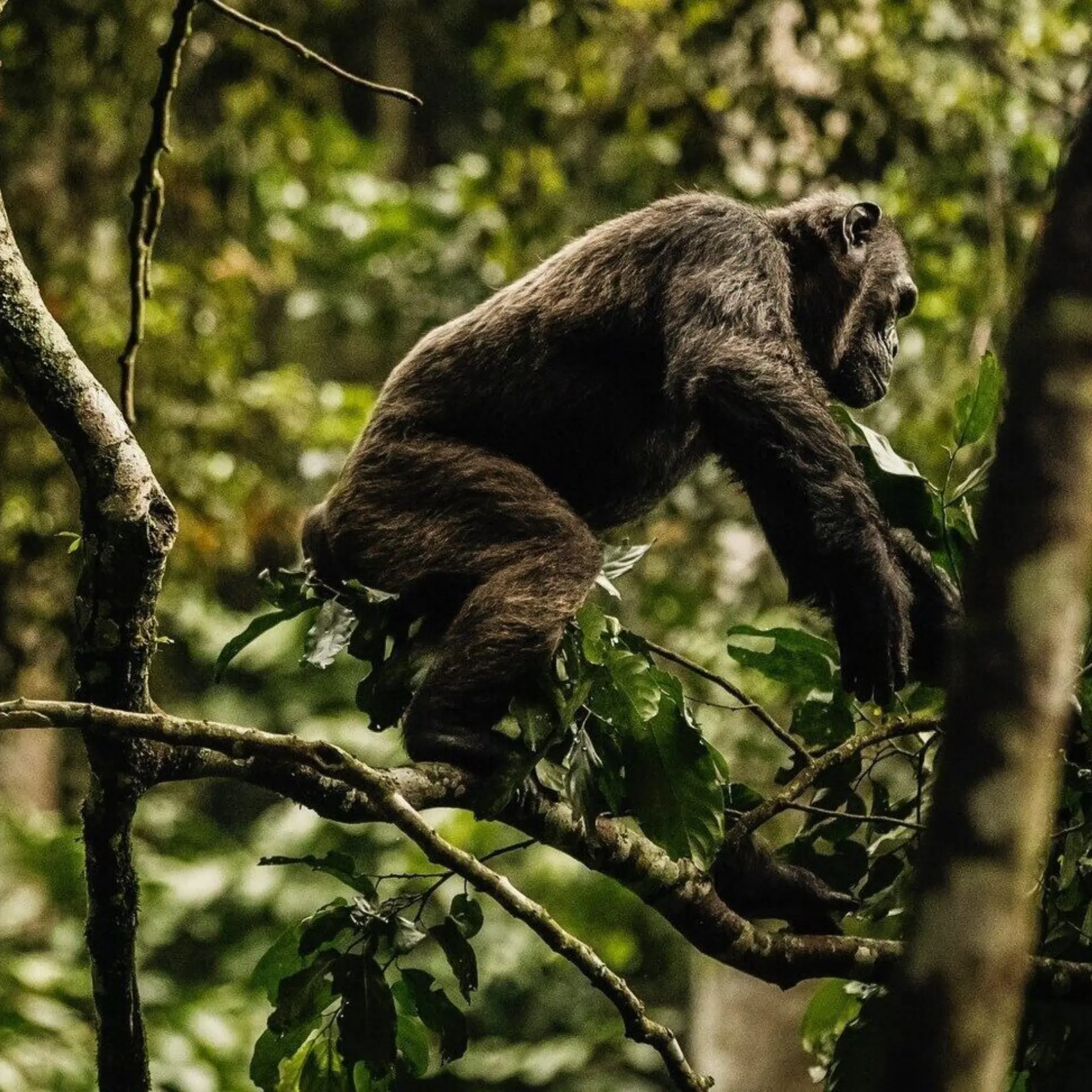 Oonh actividades chimpancé blanco frontera 1