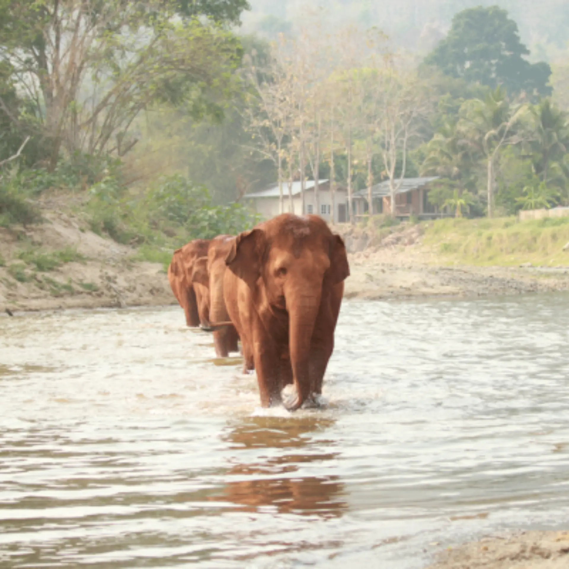 1757518231869parque natural del elefante 2