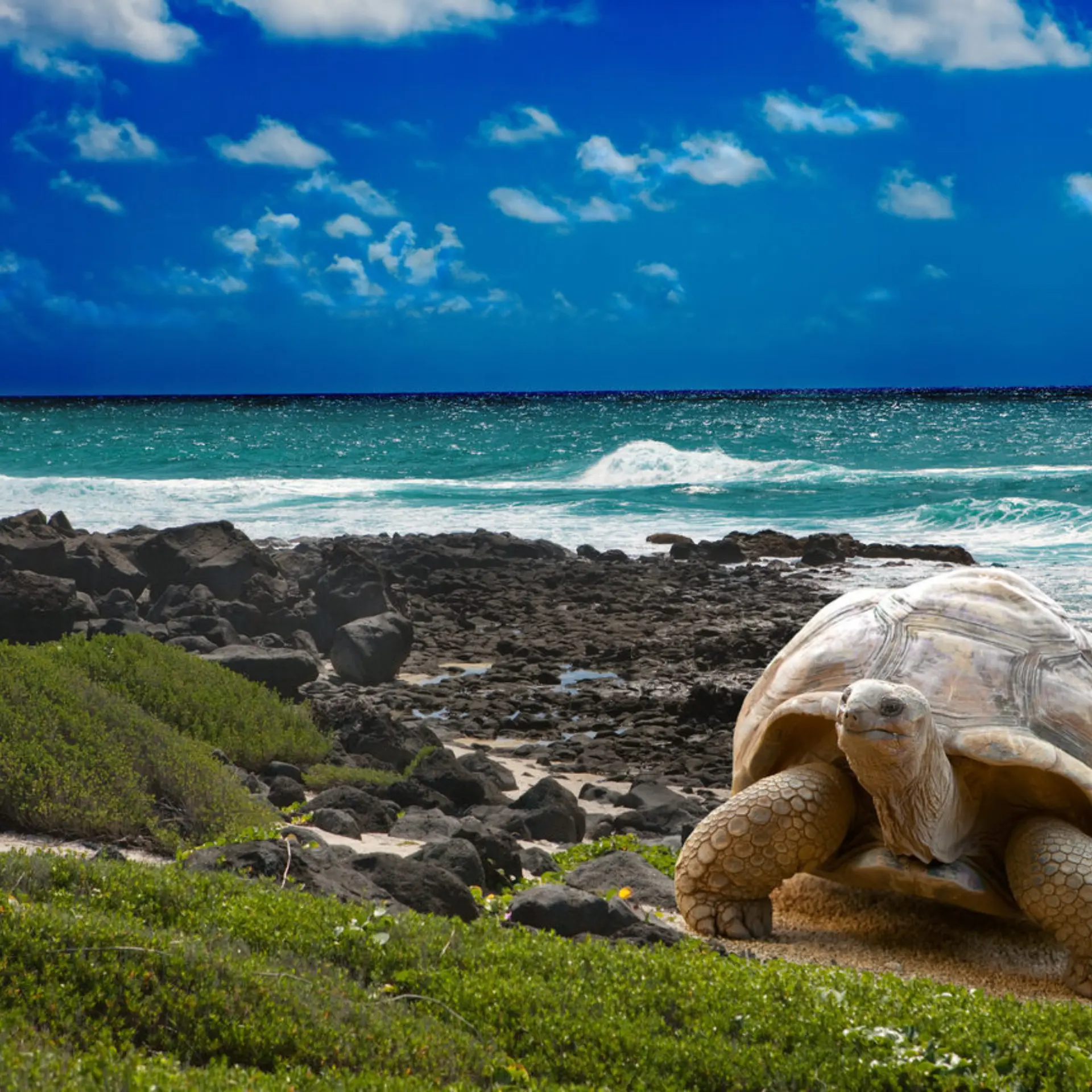 Galápagos istock 4799103061