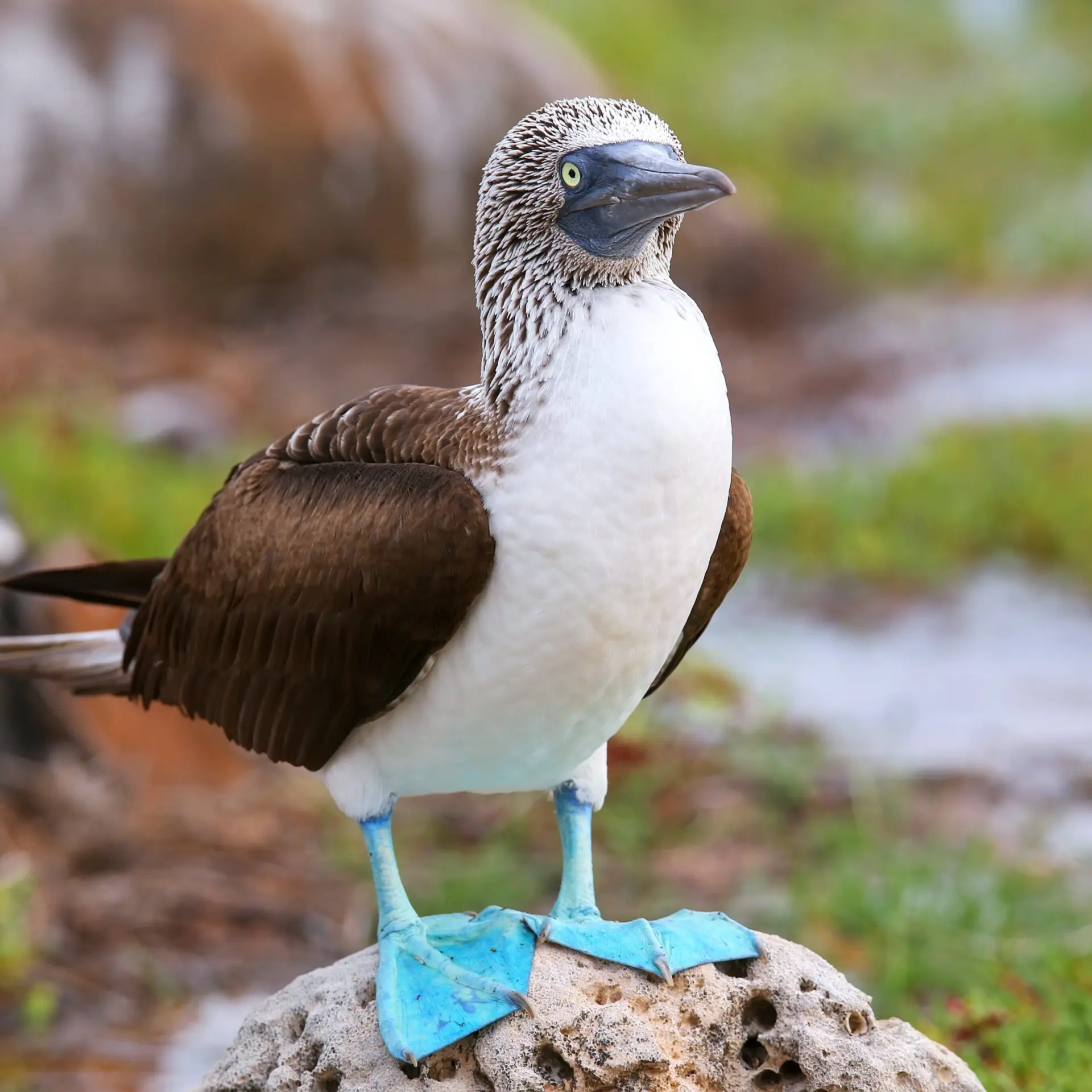 Pájaro de patas azules galápagos