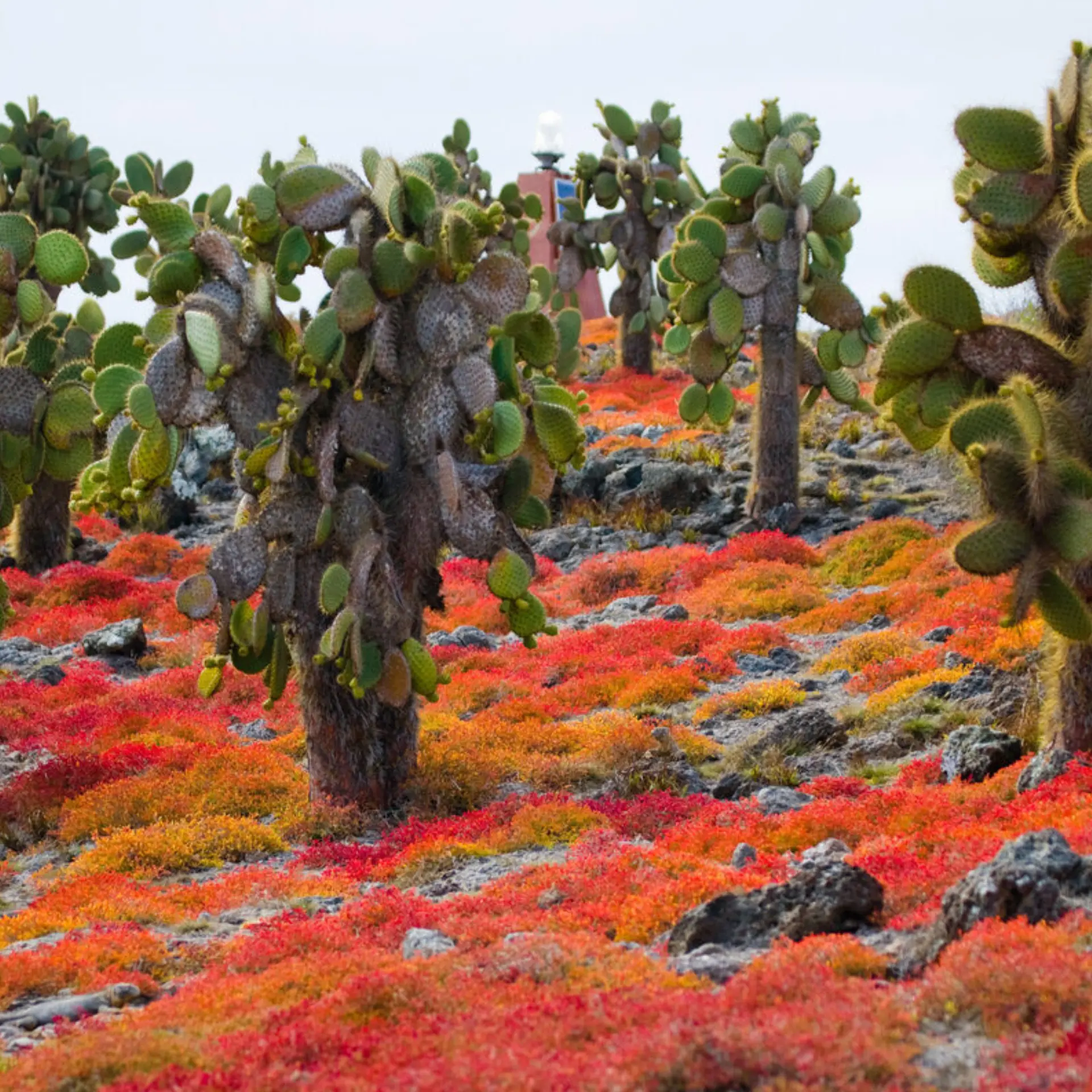 Galápagos istock 676314020