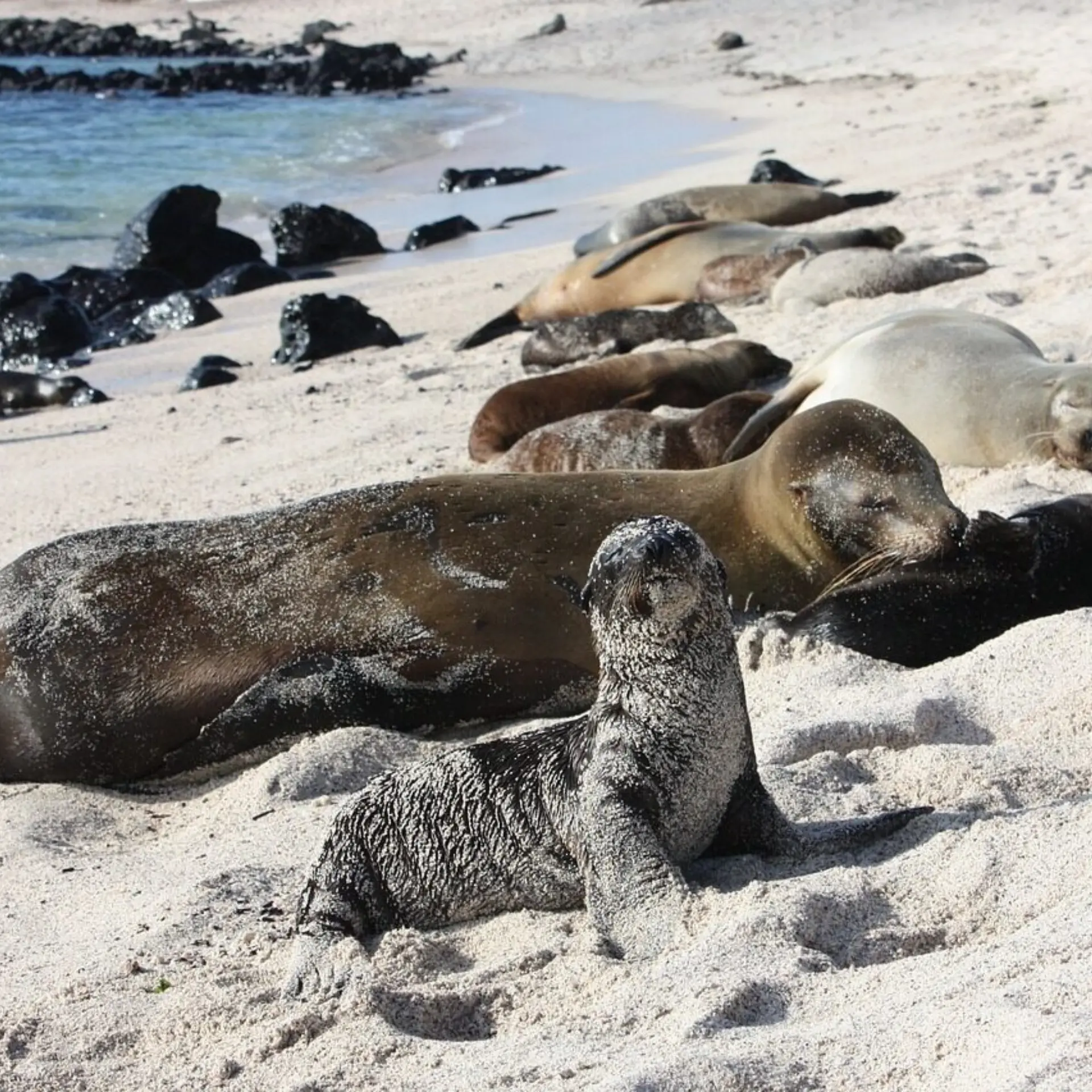 Galápagos 5014927 1280