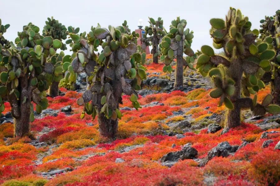 Galápagos istock 676314020