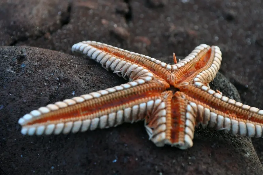Estrella de mar 5949421 1280