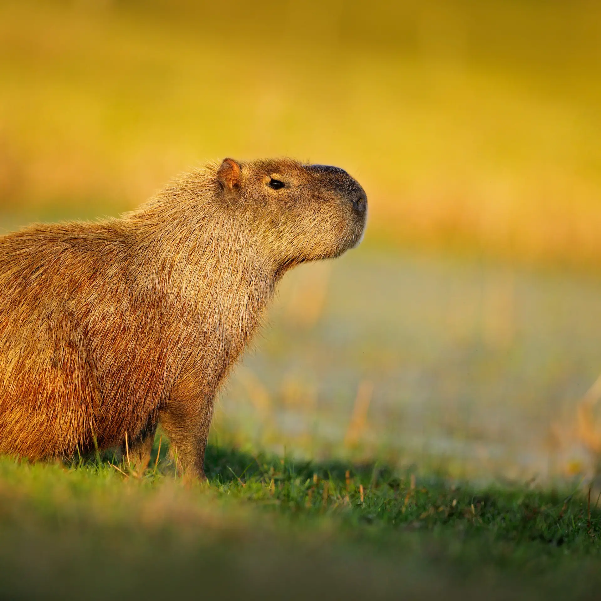 Capibara