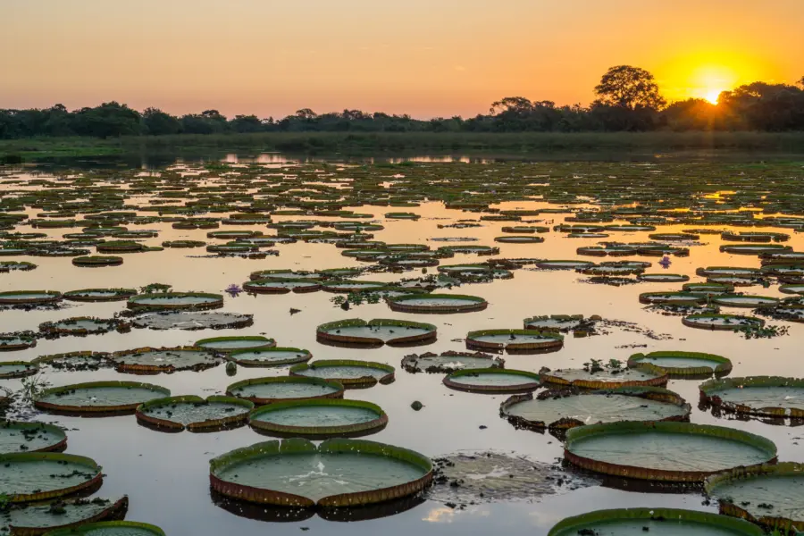 Amanecer en el Pantanal