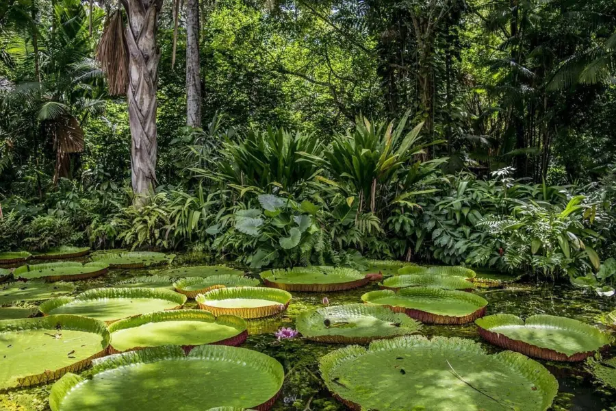 Amazonas 4769367 1280