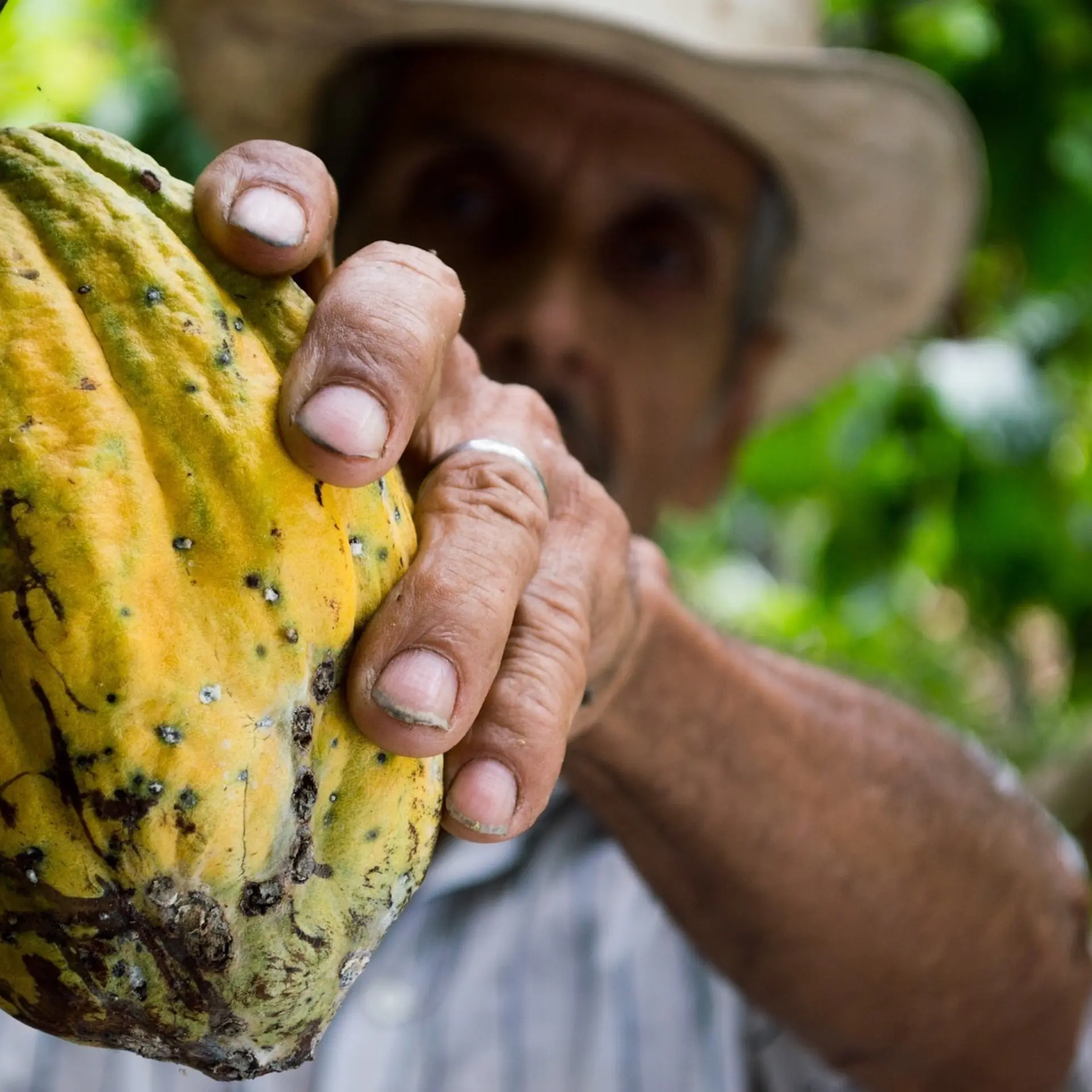 Cacao gcb6a2cd96 19201