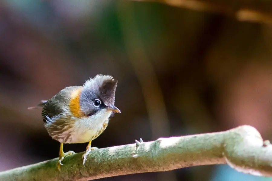 Aves del monte crestado 20514311280