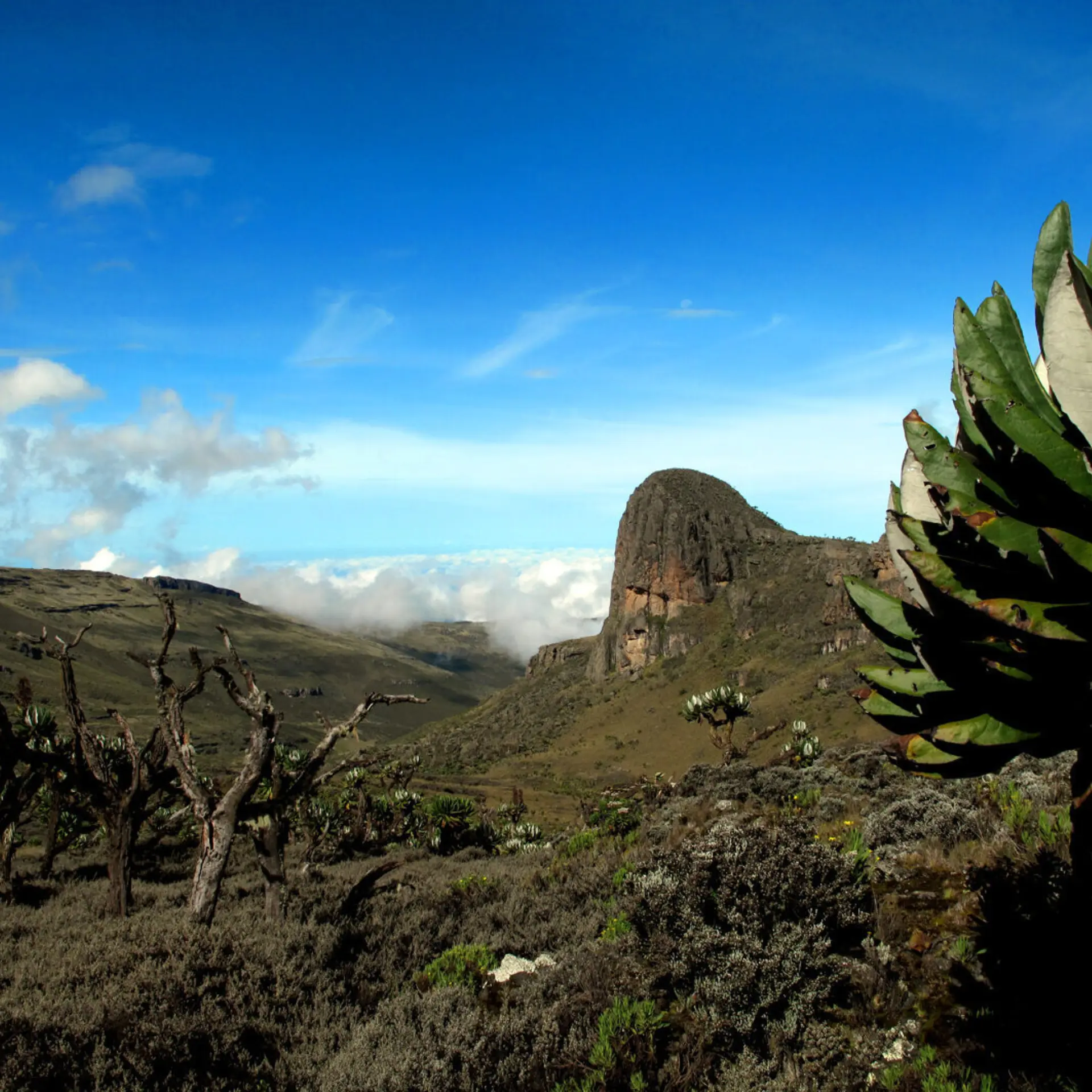 Monte elgon 2