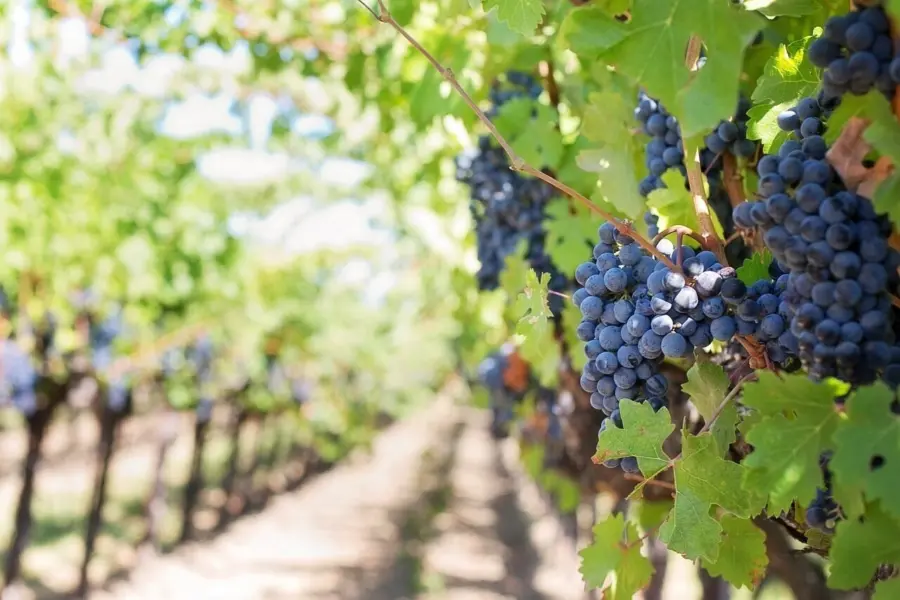 Uvas 553462 1280