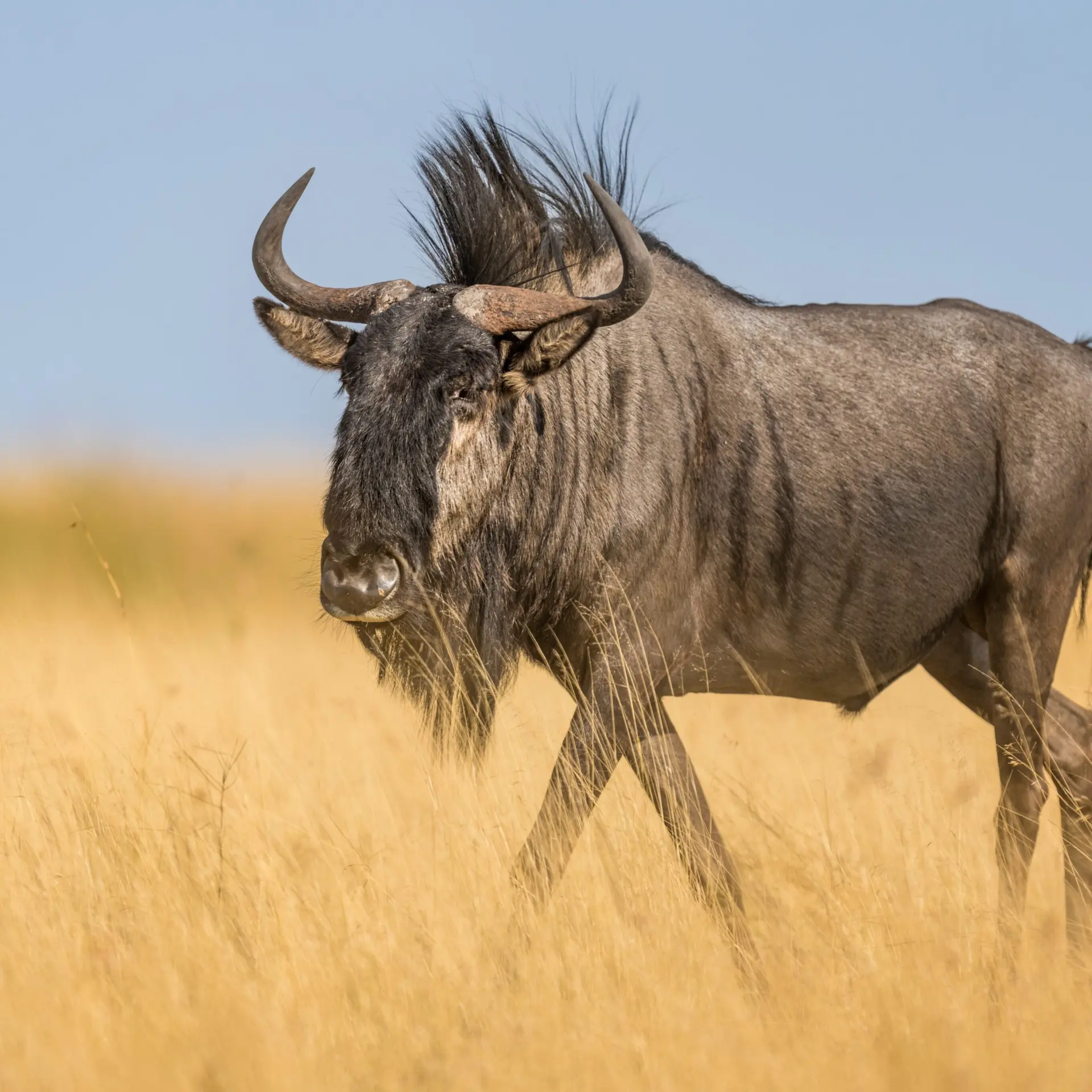 Conservación de la biodiversidad en el Parque Nacional de las Llanuras de Liuwa, Zambia. Marcus Westberg 57