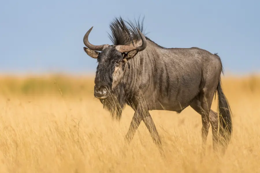 Conservación de la biodiversidad en el Parque Nacional de las Llanuras de Liuwa, Zambia. Marcus Westberg 57