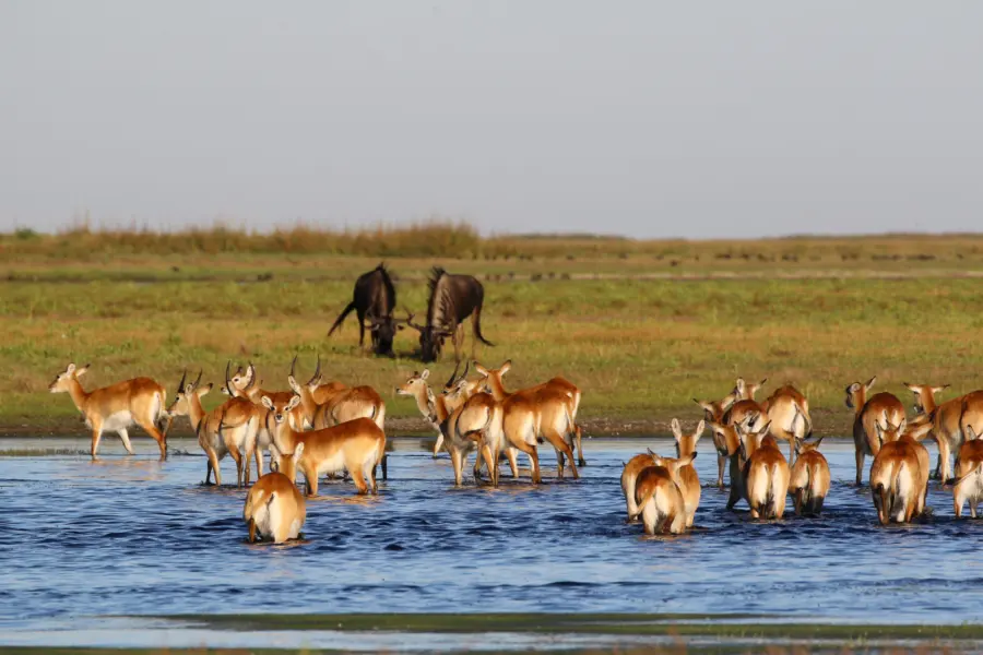 Conservación de la biodiversidad en el Parque Nacional de Liuwa, Zambia. Daan Smit 68
