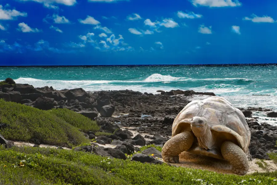 Galápagos istock 4799103061