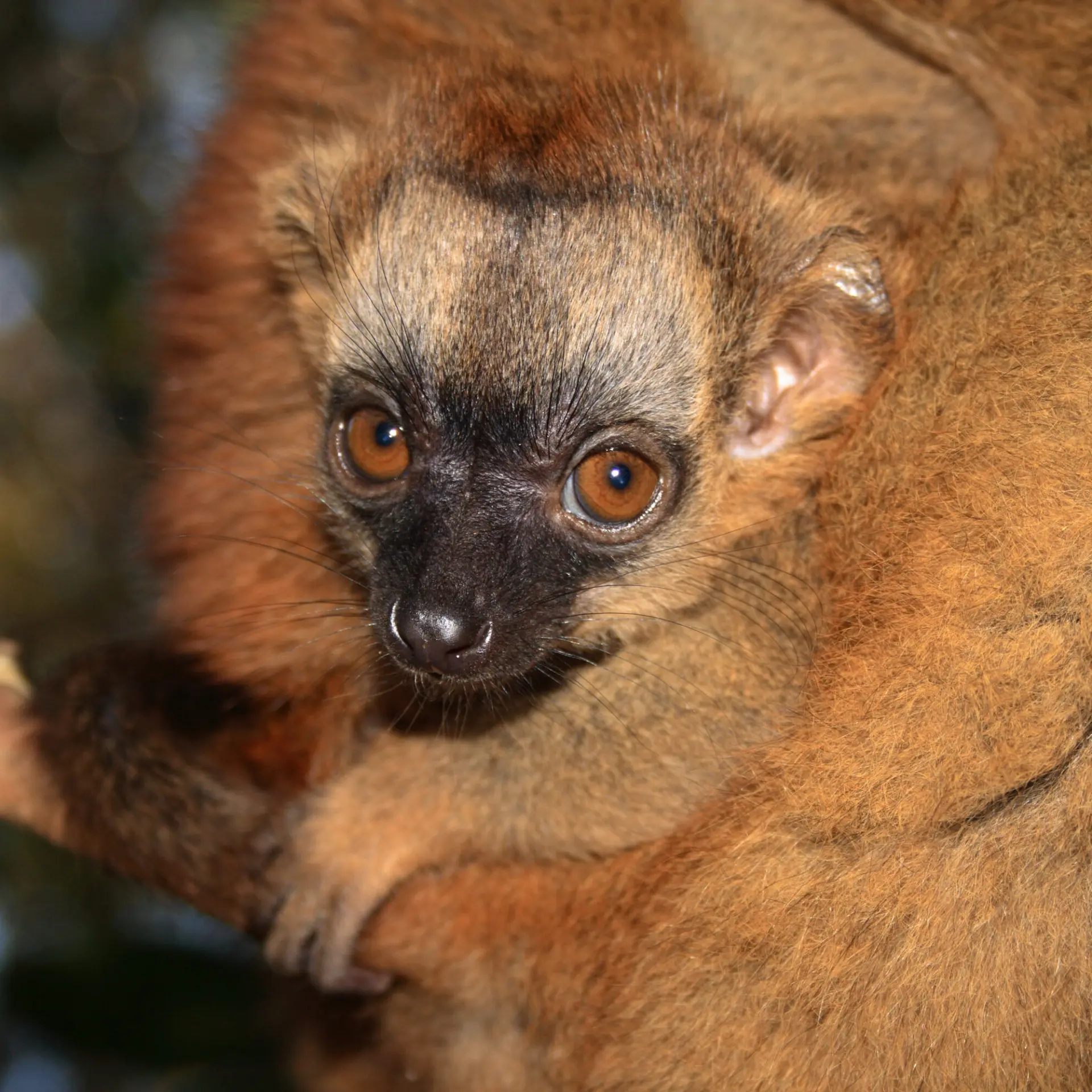 1780919354285 lemur marrón 002