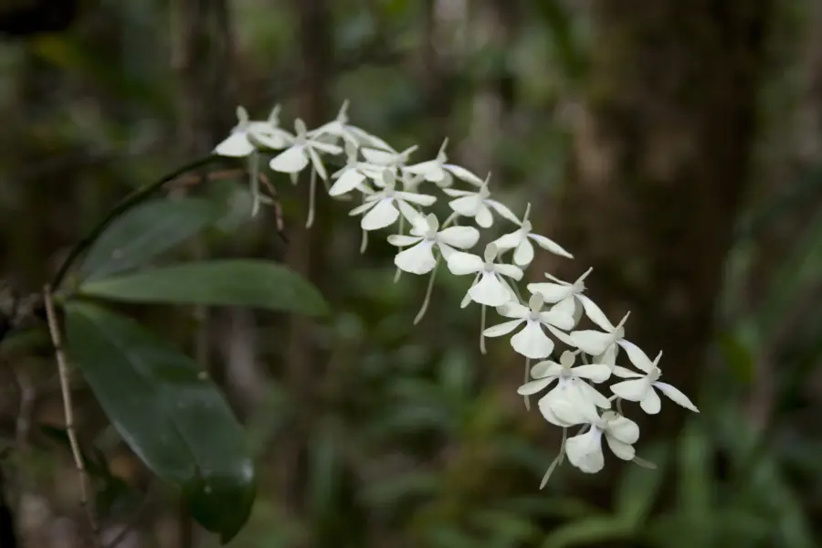 Orquídea 001