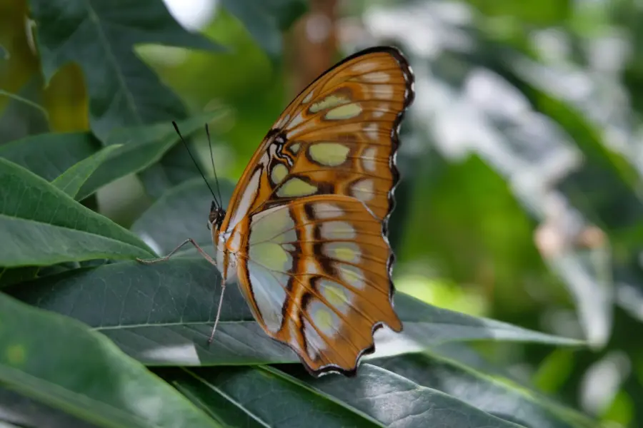 Sunsettravellers butterfly 2610126