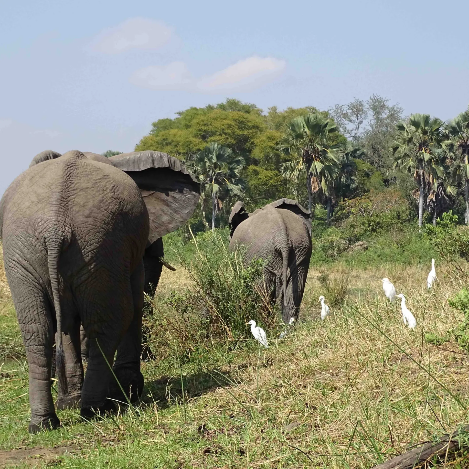 Avila Viajes: Malawi. Elefantes en ruta