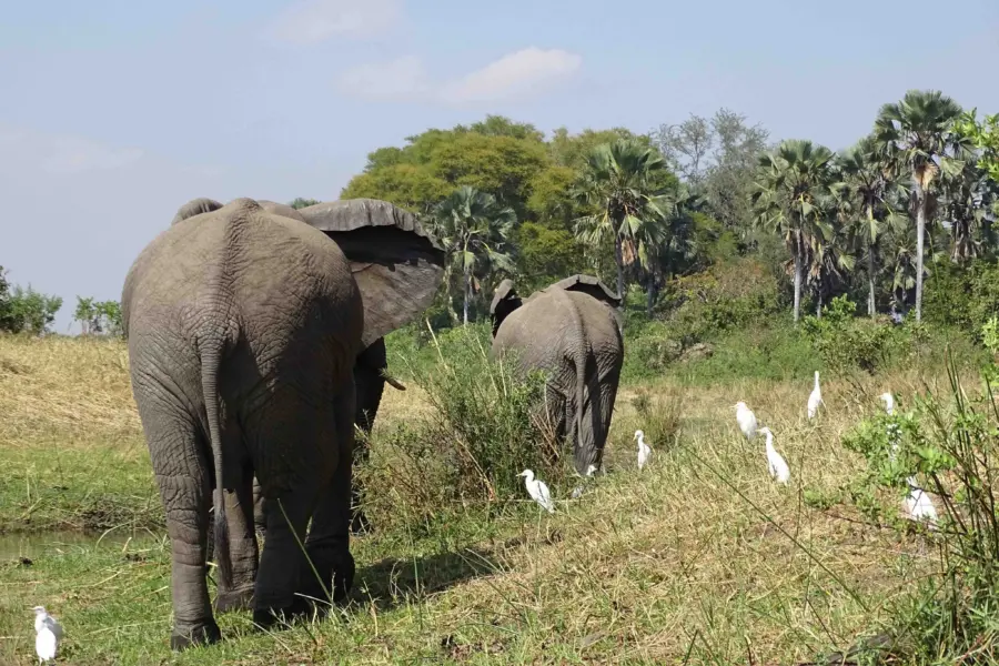 Avila Viajes: Malawi. Elefantes en ruta