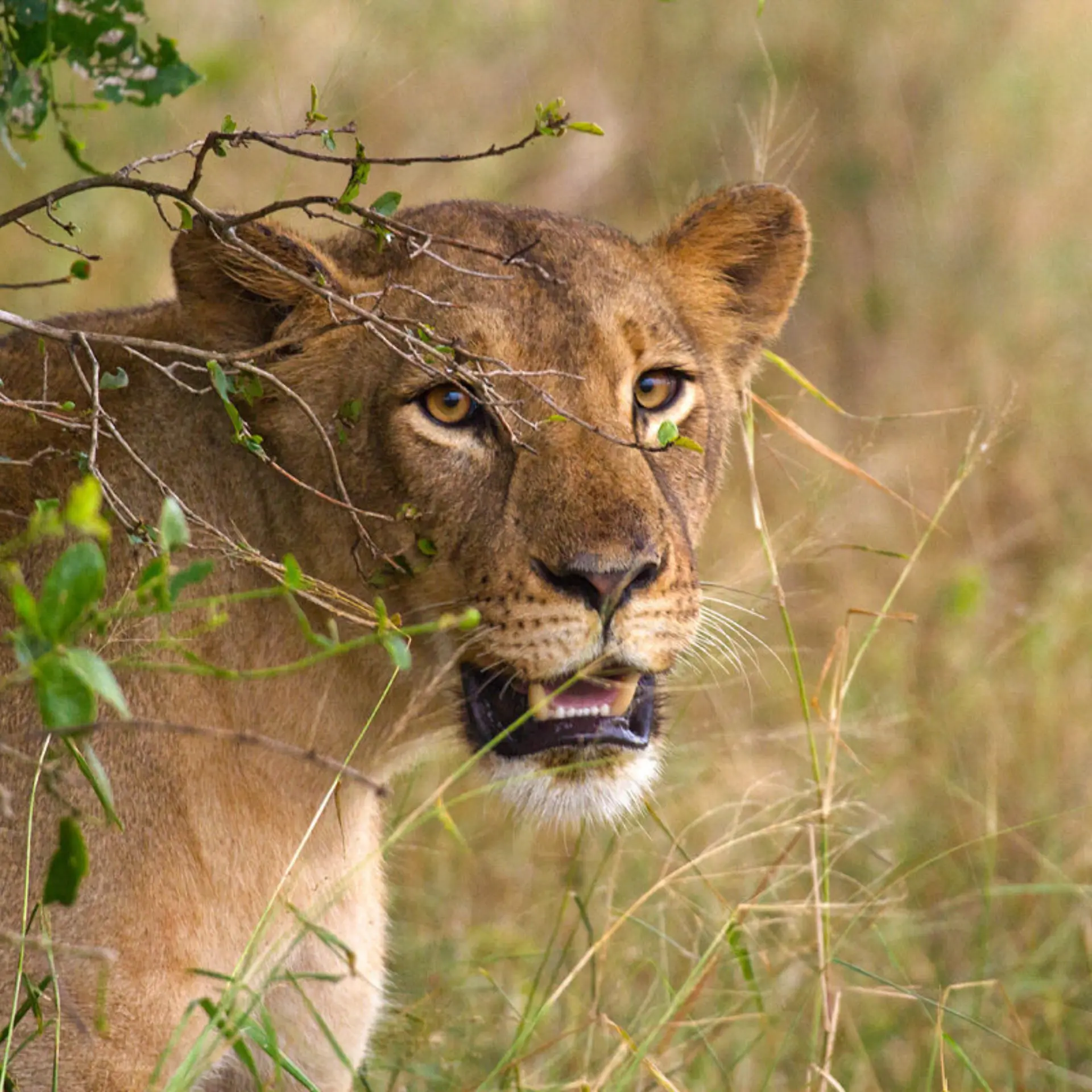 Lion Mozambique