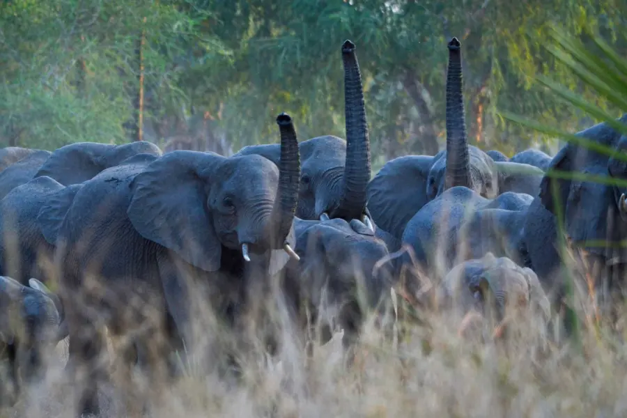 Los elefantes de Gorongosa