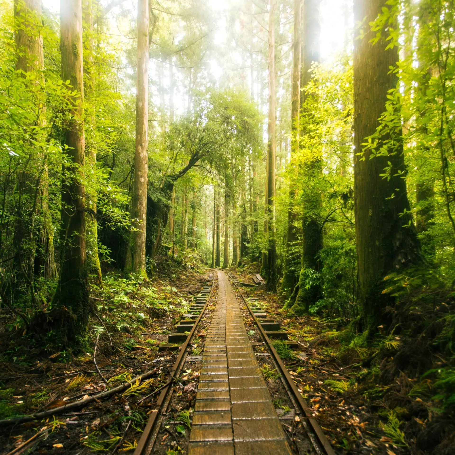 Marek Piwnicki h5cfbkv5czo Unsplash