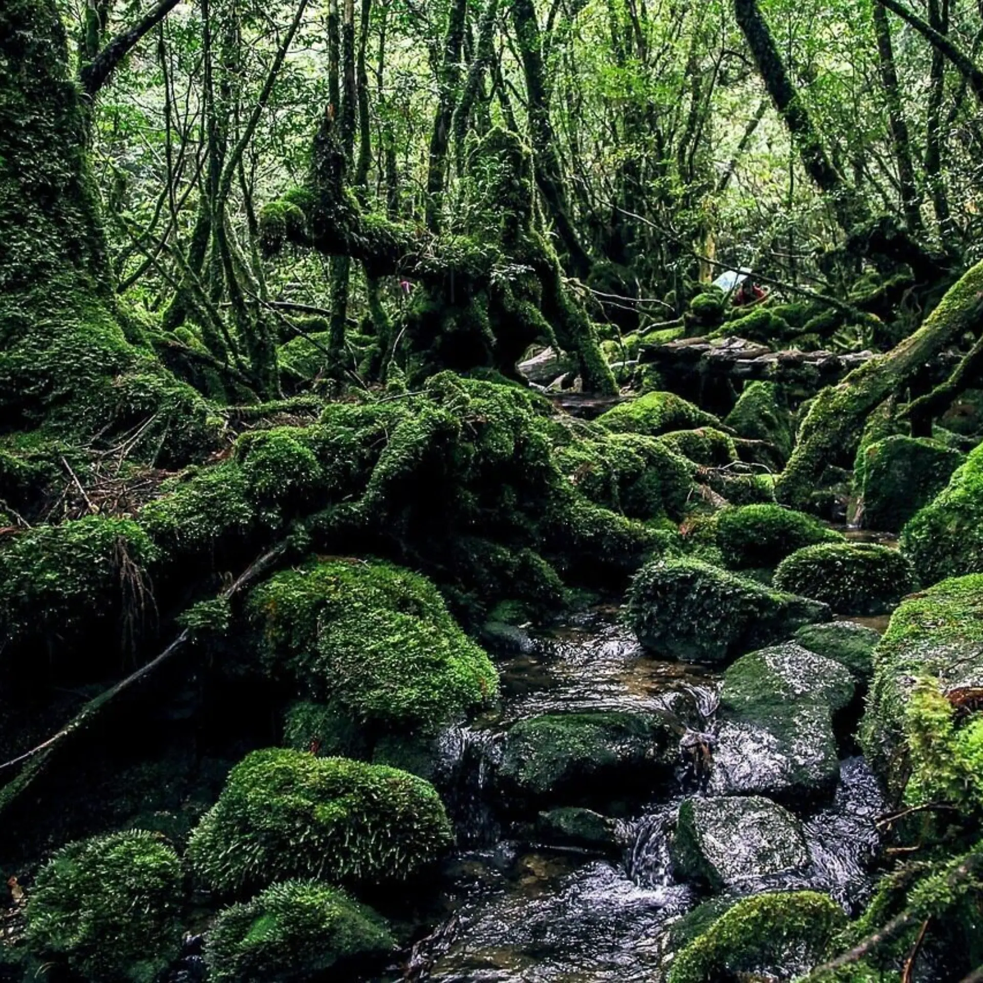 Yakushima 23367351280
