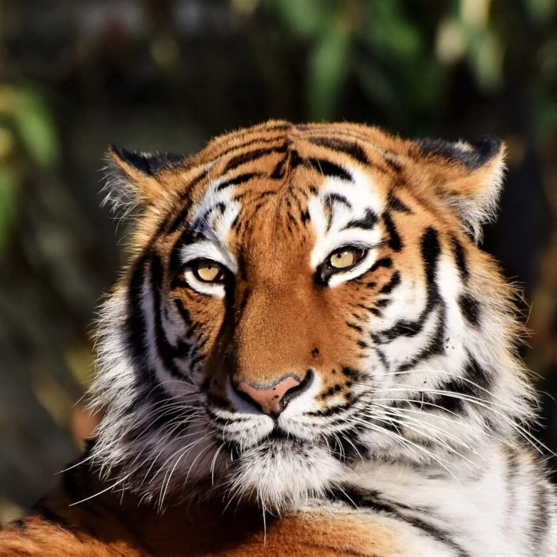 Tigre 342479112801