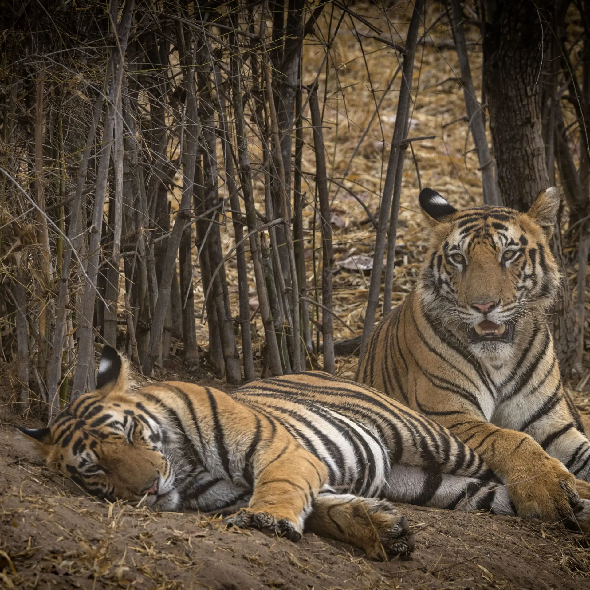Tigres en la selva kanha