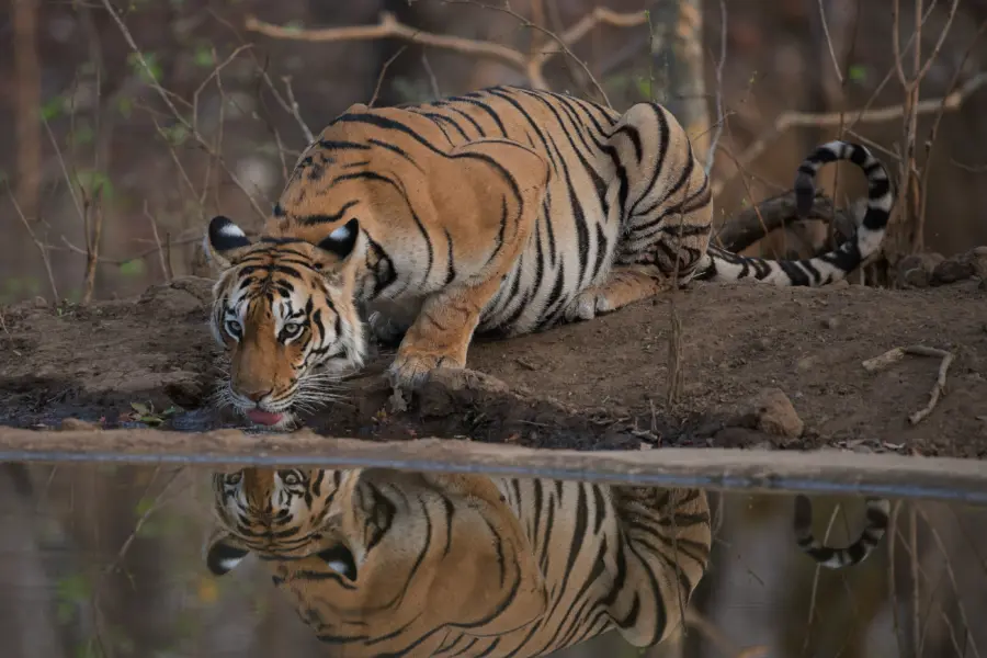 Sagar Paranjape qfhlnp 4ulm unsplash