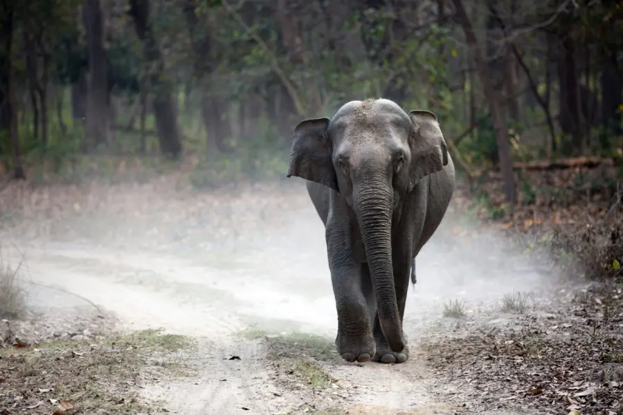 Gautam Arora dcnhbvhm2w8 Unsplash