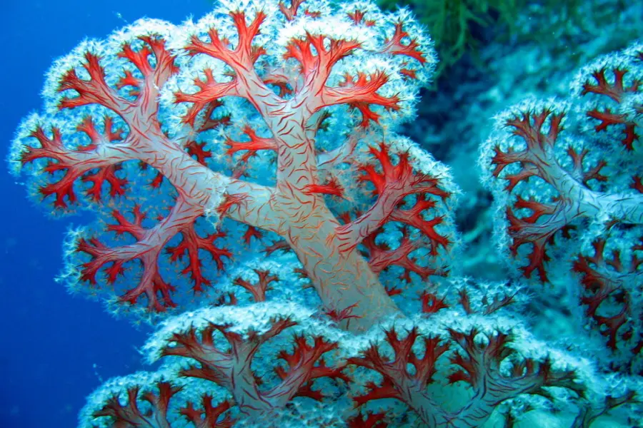 Parque Nacional de Coral West Bali