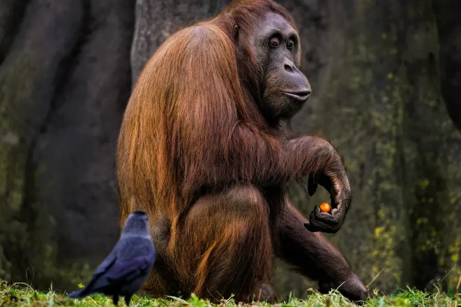 Orangután de Borneo 83341771280