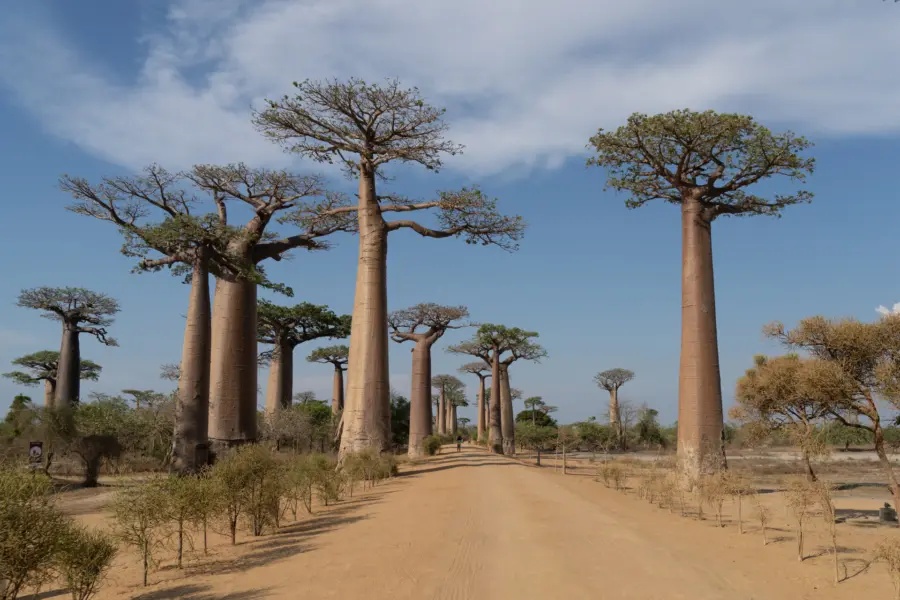 Avila Travel Madagascar desde la calle ak Avenida de los Baobabs