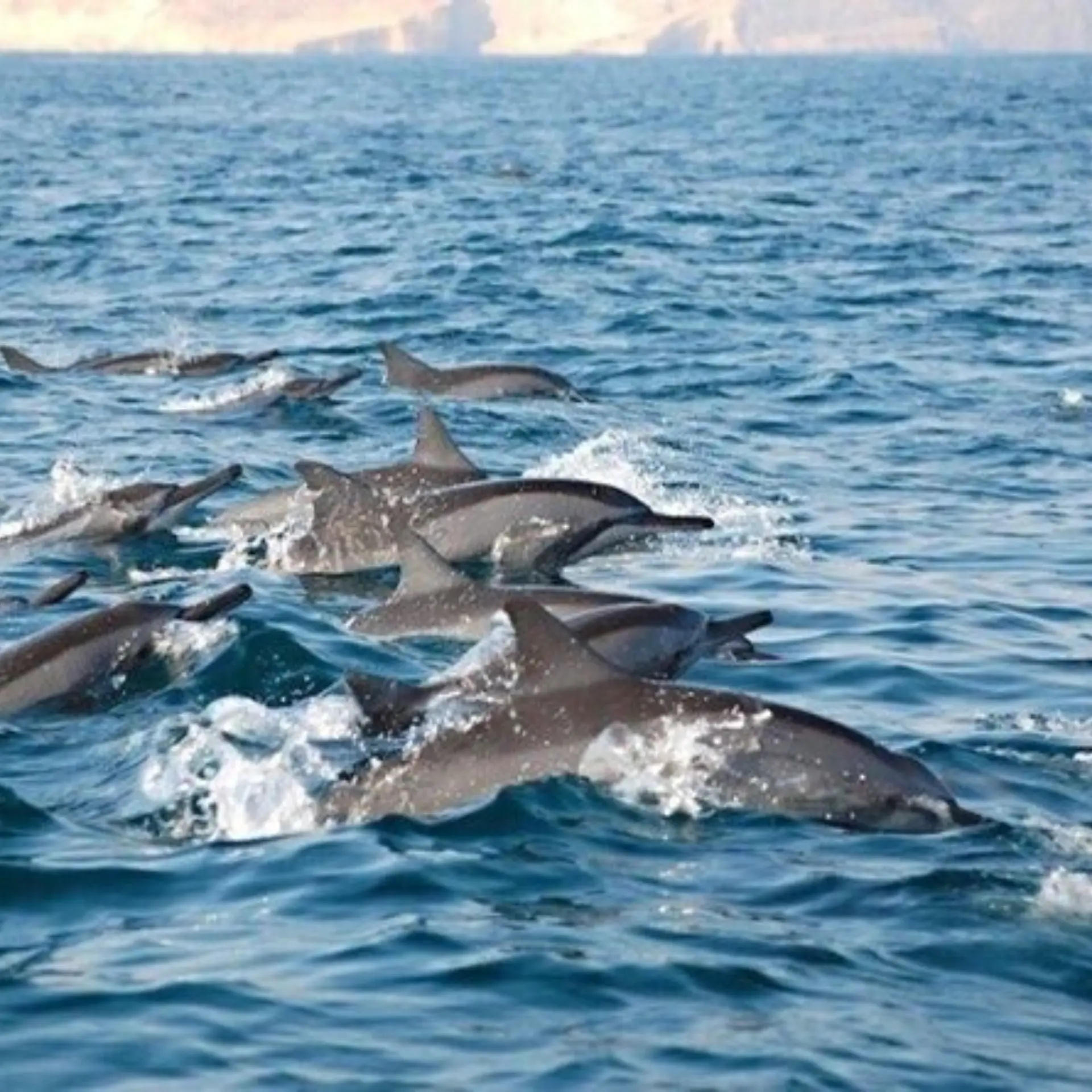 Islas Daymaniyat 4