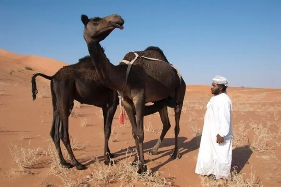 Recorrido por el desierto de Rub al khalid 5