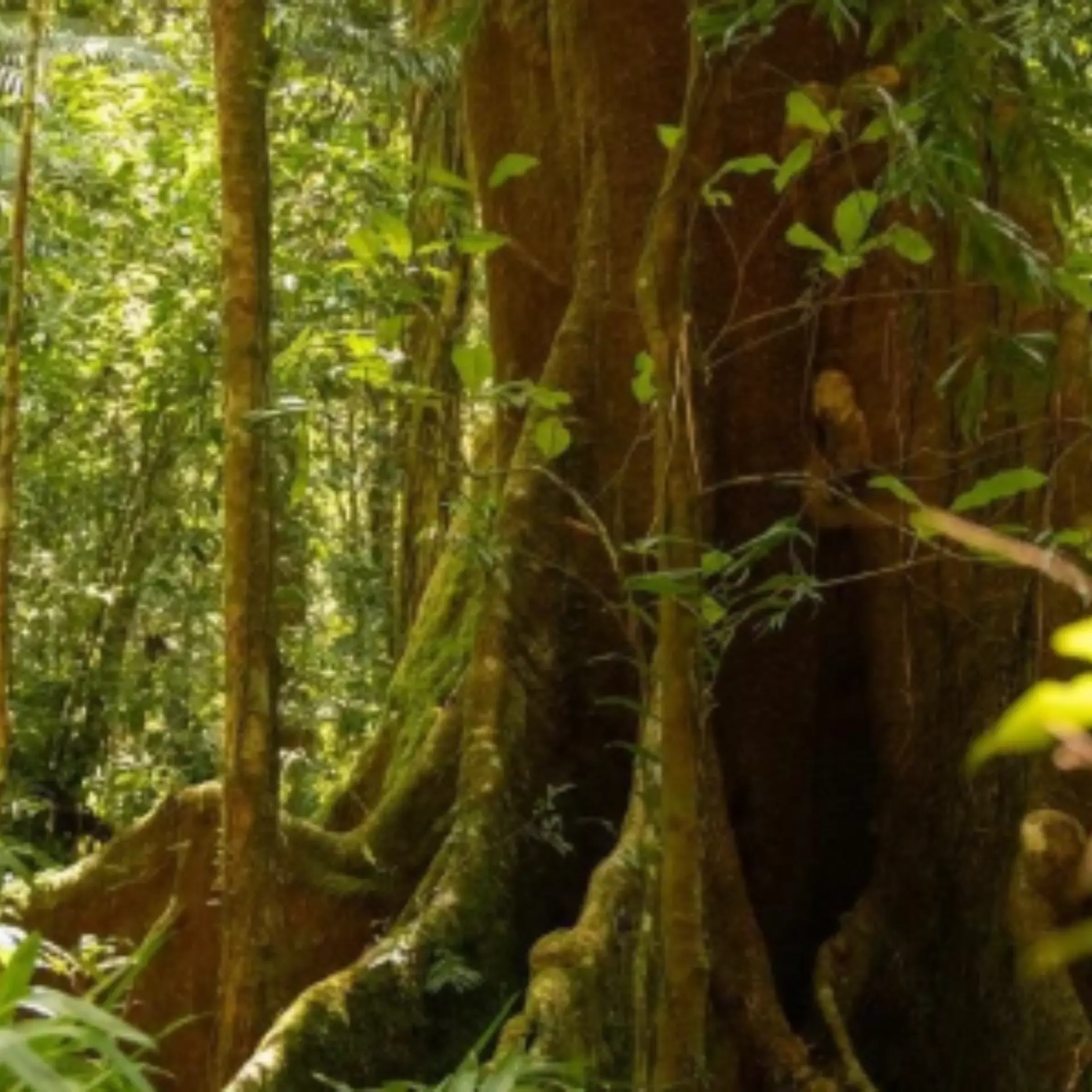 Árbol