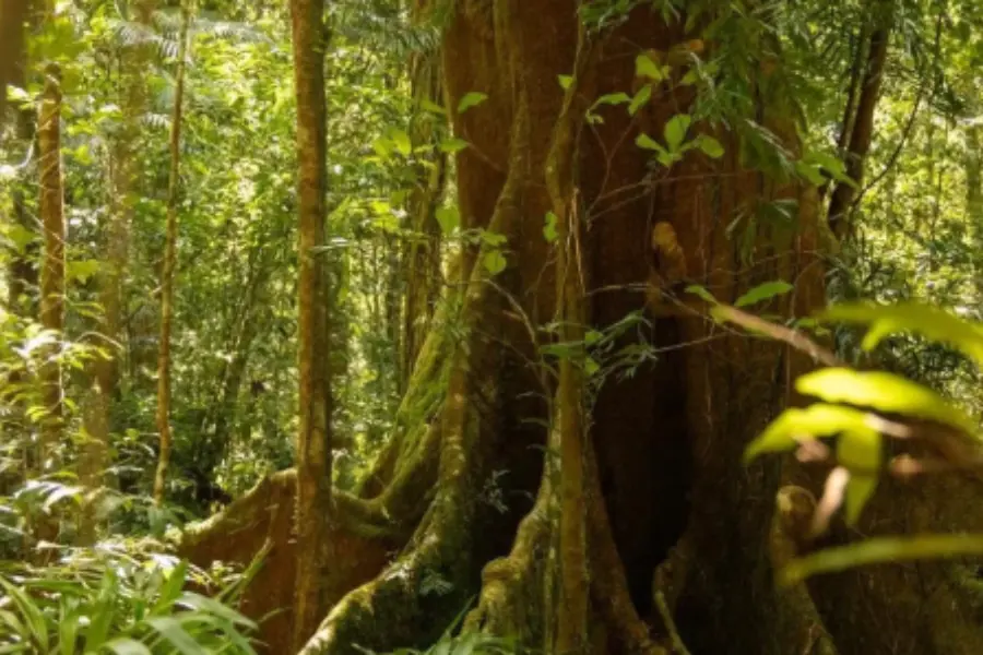 Árbol