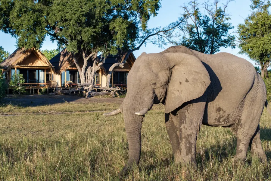 Bots tawana mh habitación exterior con elefante1