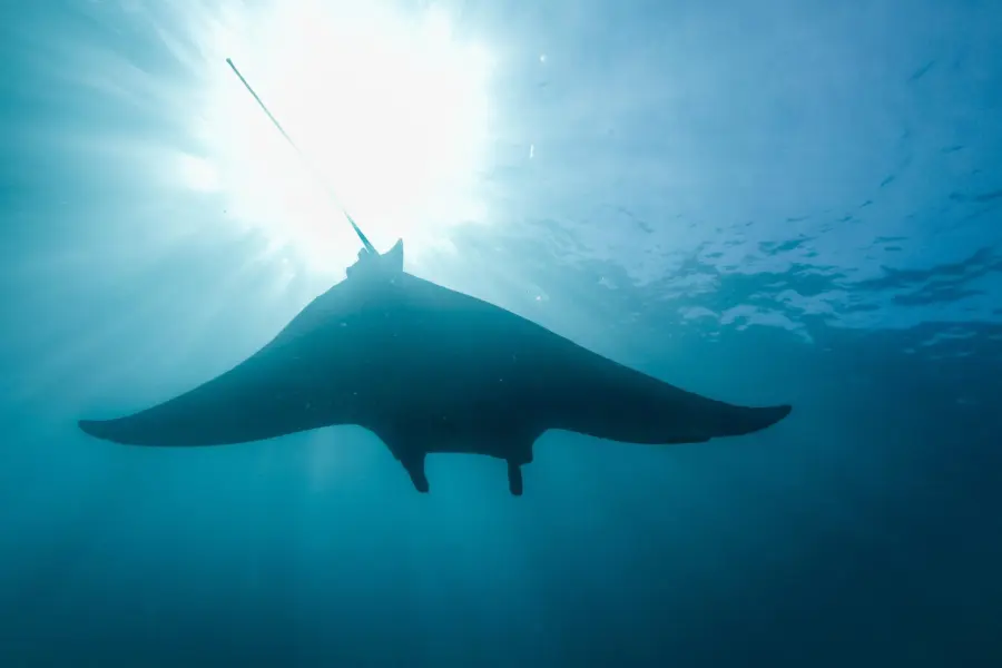 Mantarraya de las Galápagos