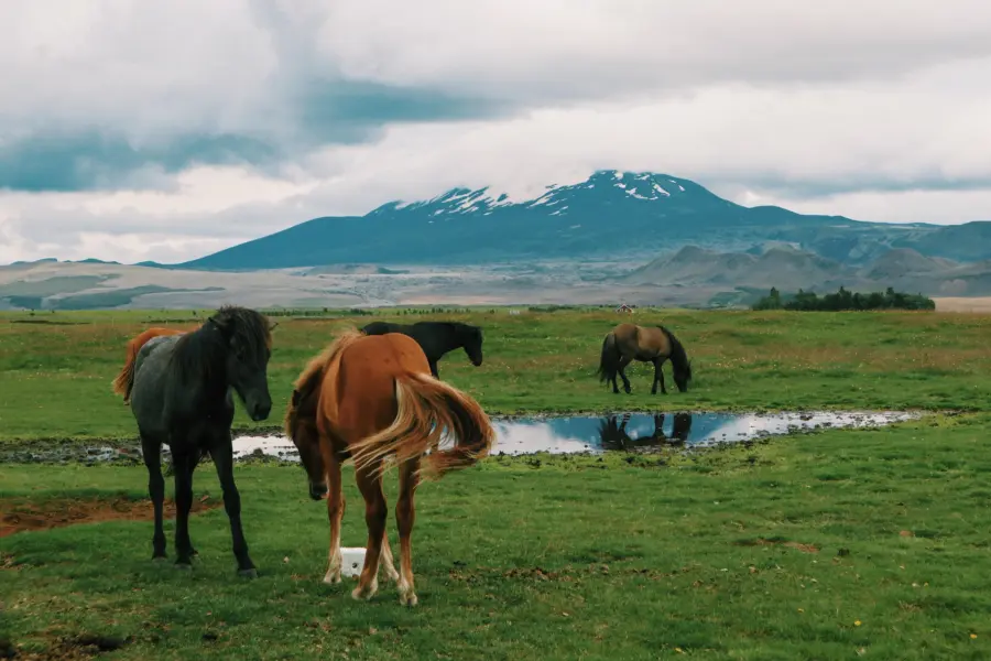 Monte hekla